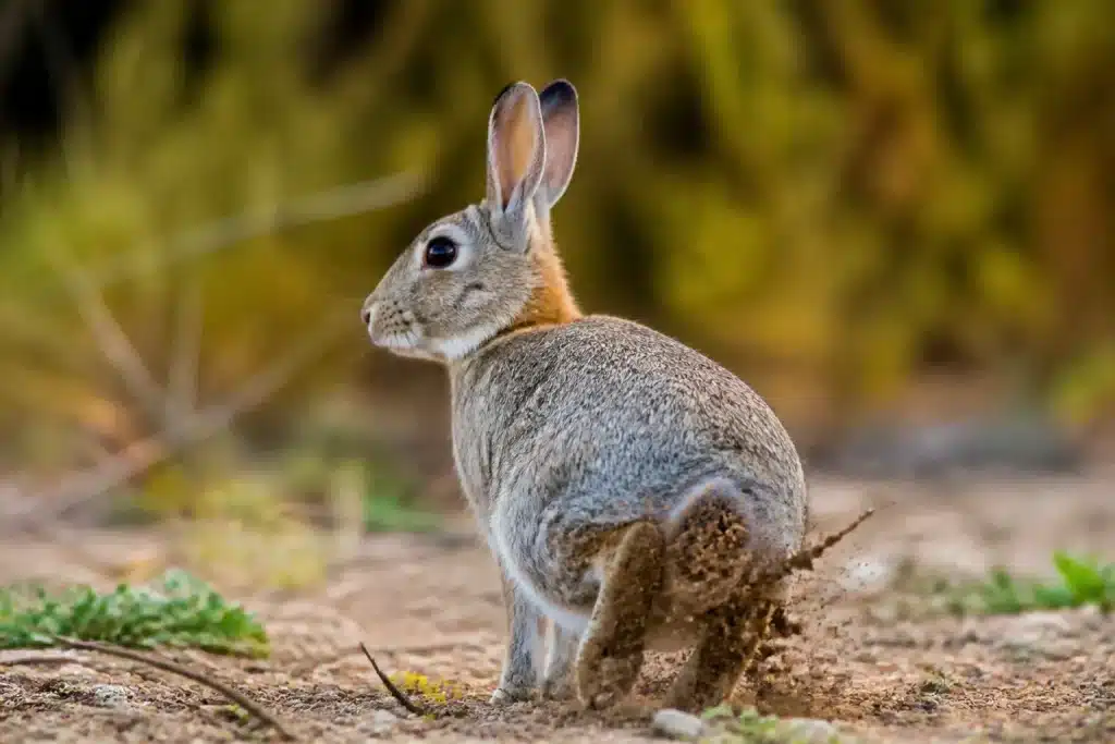 Lapin gris assis tapant ses pattes arriere sur sol