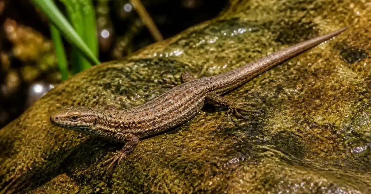 Petit lezard brun positionne sur pierre humide dans jardin