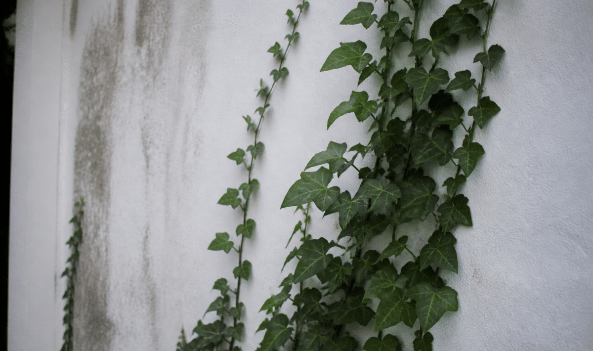 Lierre vert grimpant le long d'un mur blanc vertical