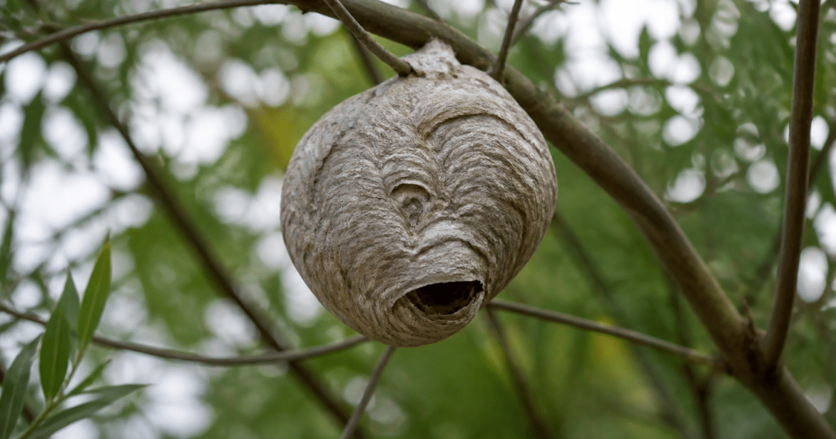 Nid de frelon suspendu à une branche, structure grise papier