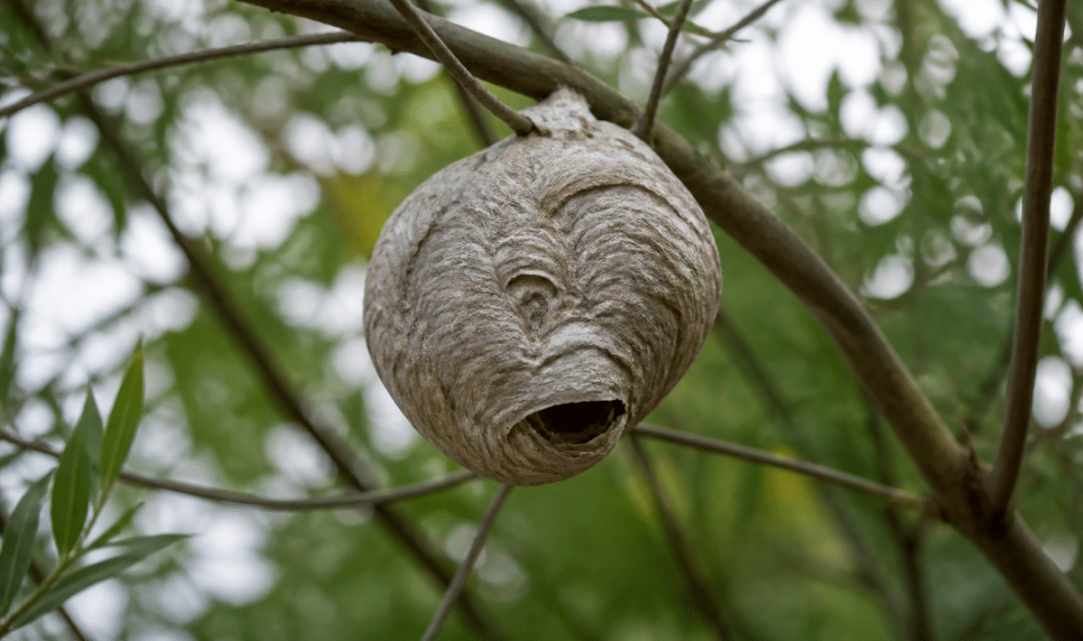 Nid de frelon suspendu à une branche, structure grise papier