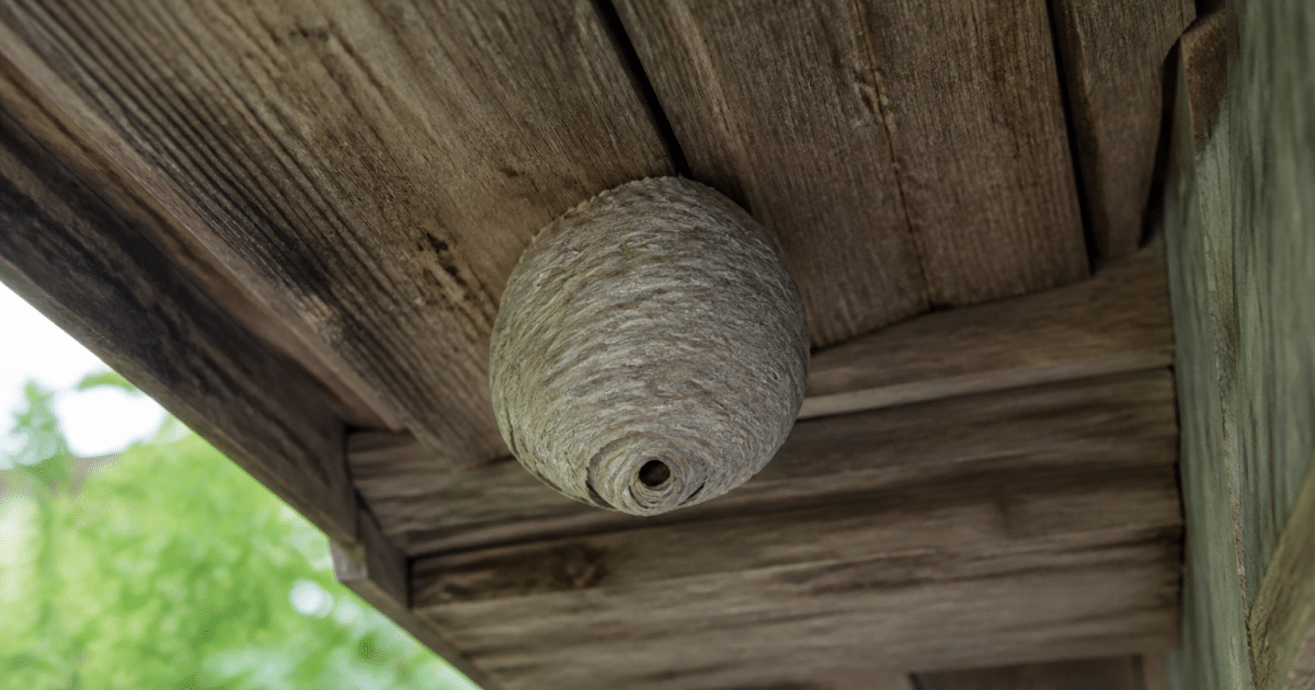 Structure hexagonale jaune attachee sous planche bois inclinee