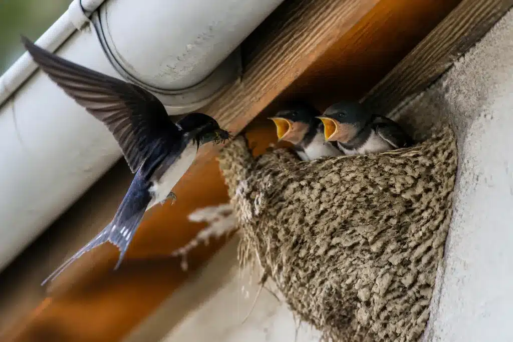 Nid d'hirondelle sous gouttiere maison avec oiseaux noirs
