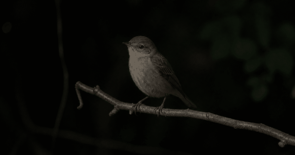 Petit oiseau perche sur branche dans obscurite nocturne