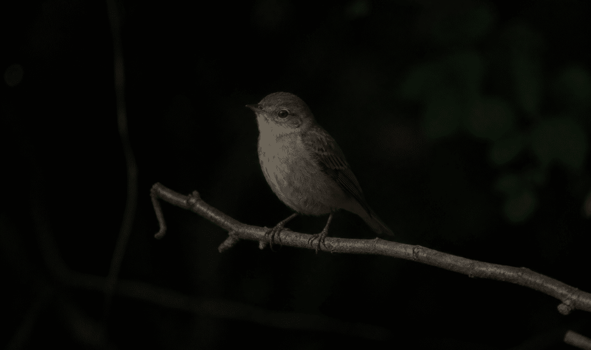 Petit oiseau perche sur branche dans obscurite nocturne