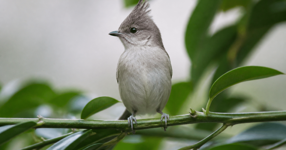 Petit oiseau crete dresse perche sur branche verte