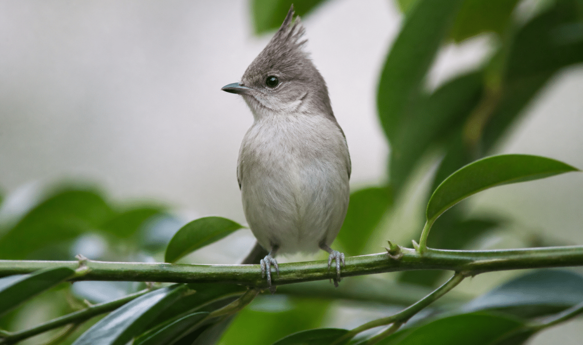 Petit oiseau crete dresse perche sur branche verte