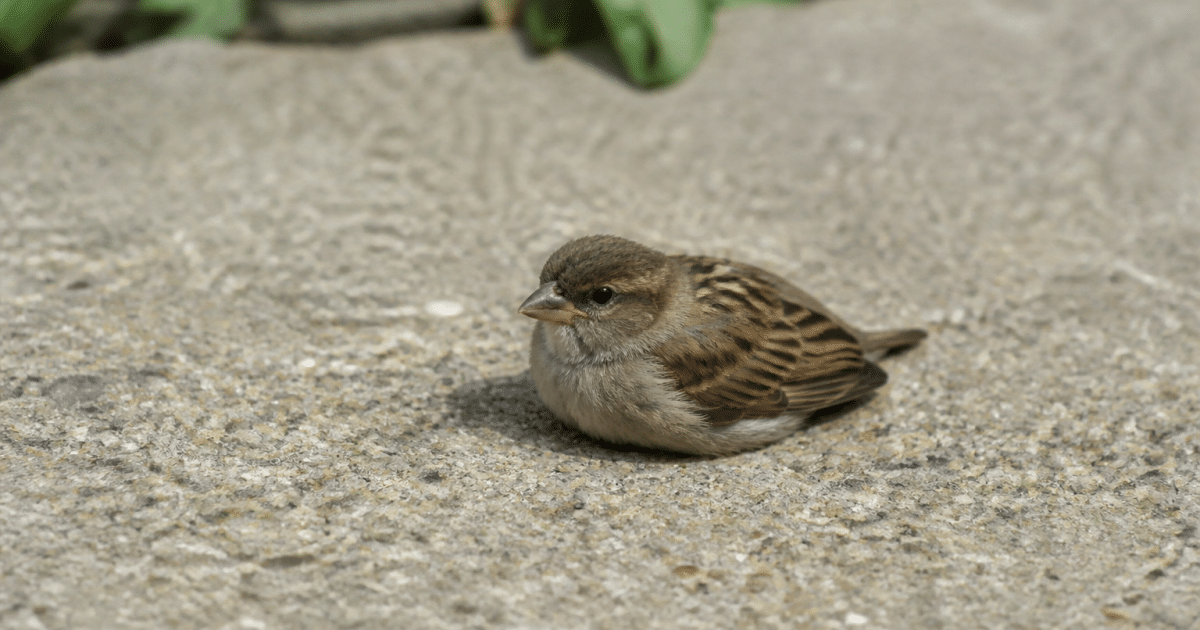 Petit oiseau immobile au sol, ailes repliées contre son corps