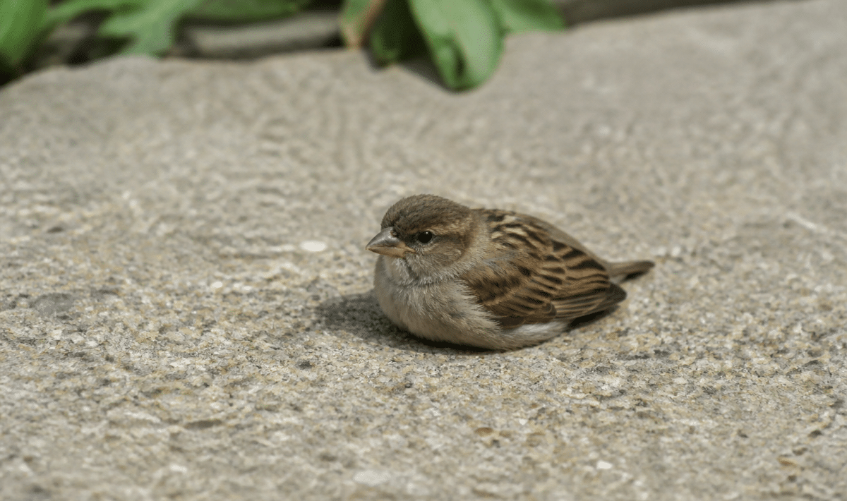 Petit oiseau immobile au sol, ailes repliées contre son corps