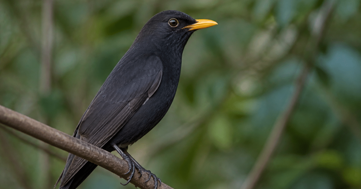 Oiseau sombre perche avec bec colore jaune vif
