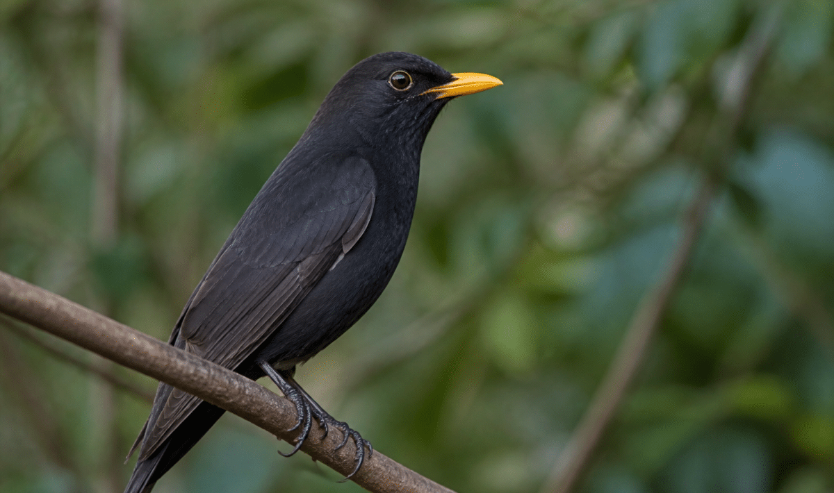 Oiseau sombre perche avec bec colore jaune vif