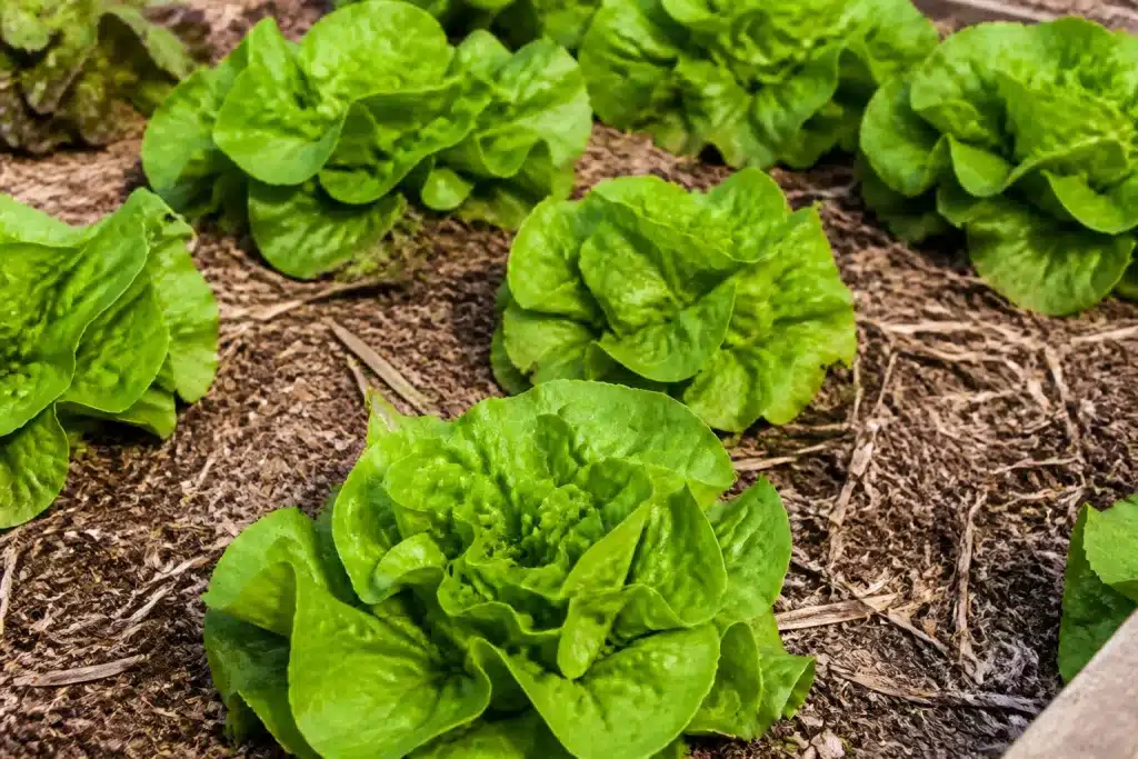 Couche modérée de paillis brun entre plants de salade