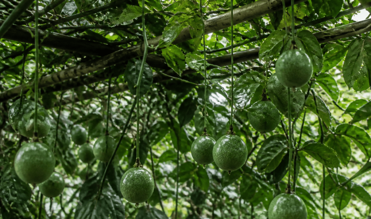 Vignes grimpantes aux fruits ronds suspendus verticalement