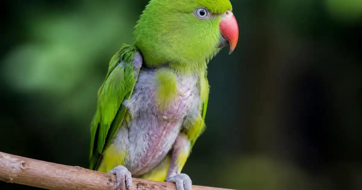 Petite perruche verte manquant plumes sur son corps assis perche