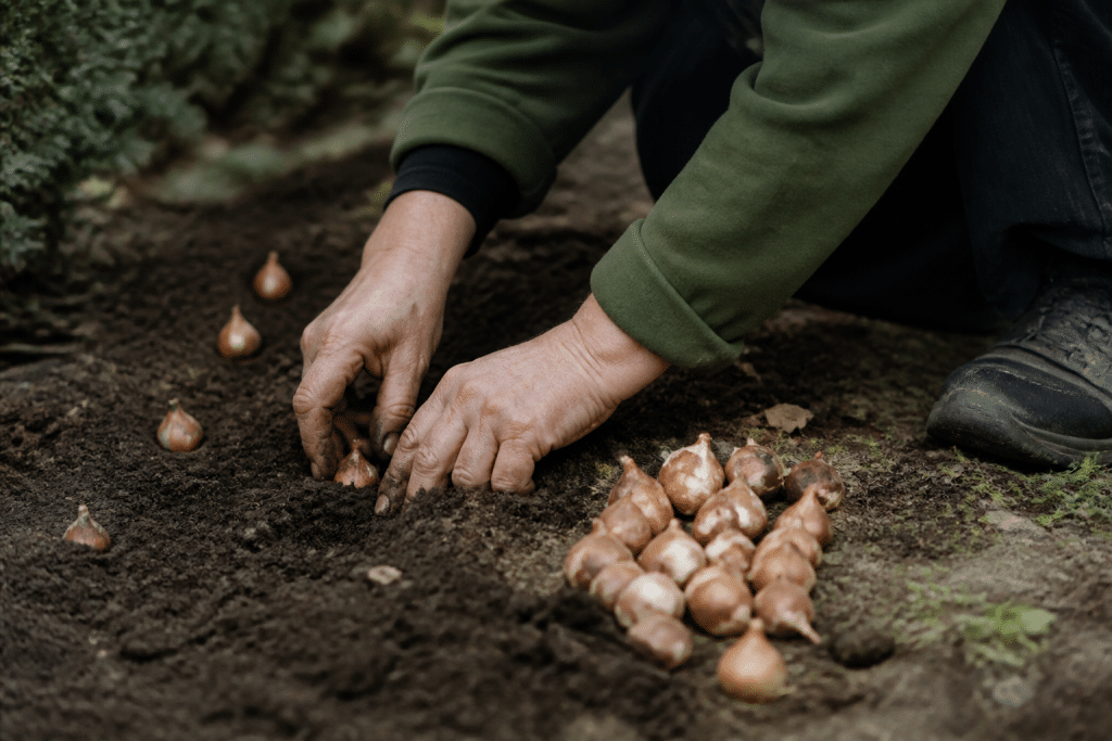Mains plantant bulbes groupes dans terre enrichie compost