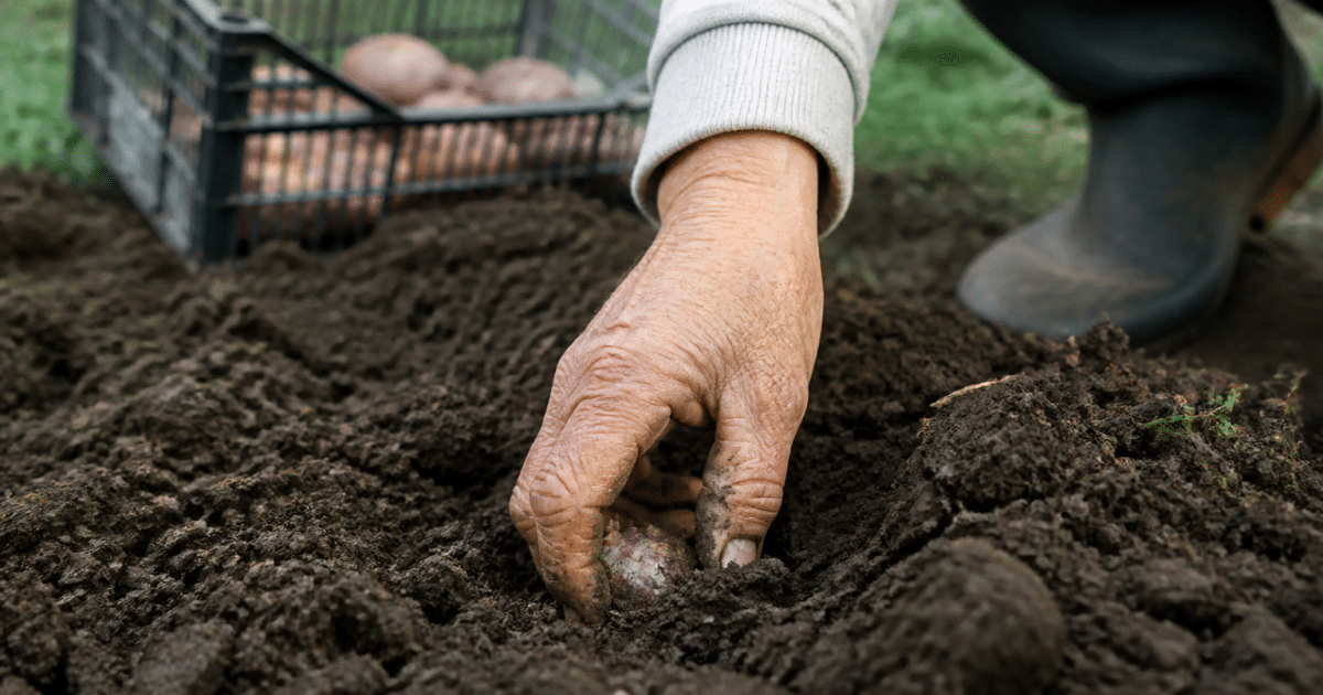 Main plantant tubercule violet dans terre humide retournée