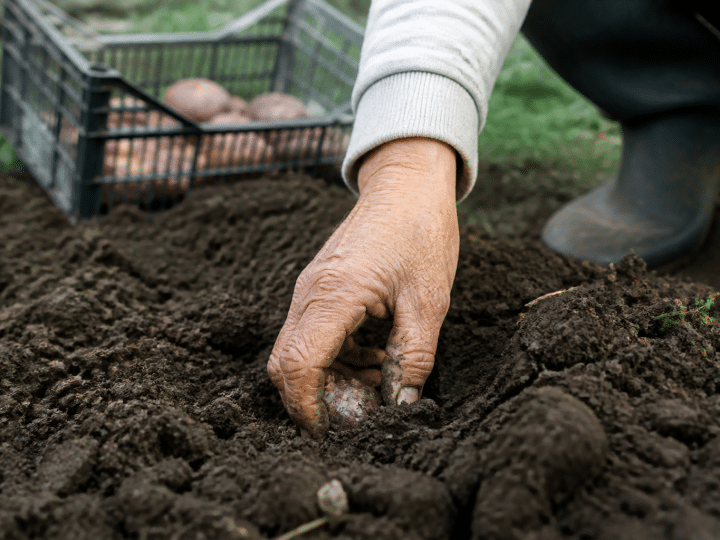 Main plantant tubercule violet dans terre humide retournée