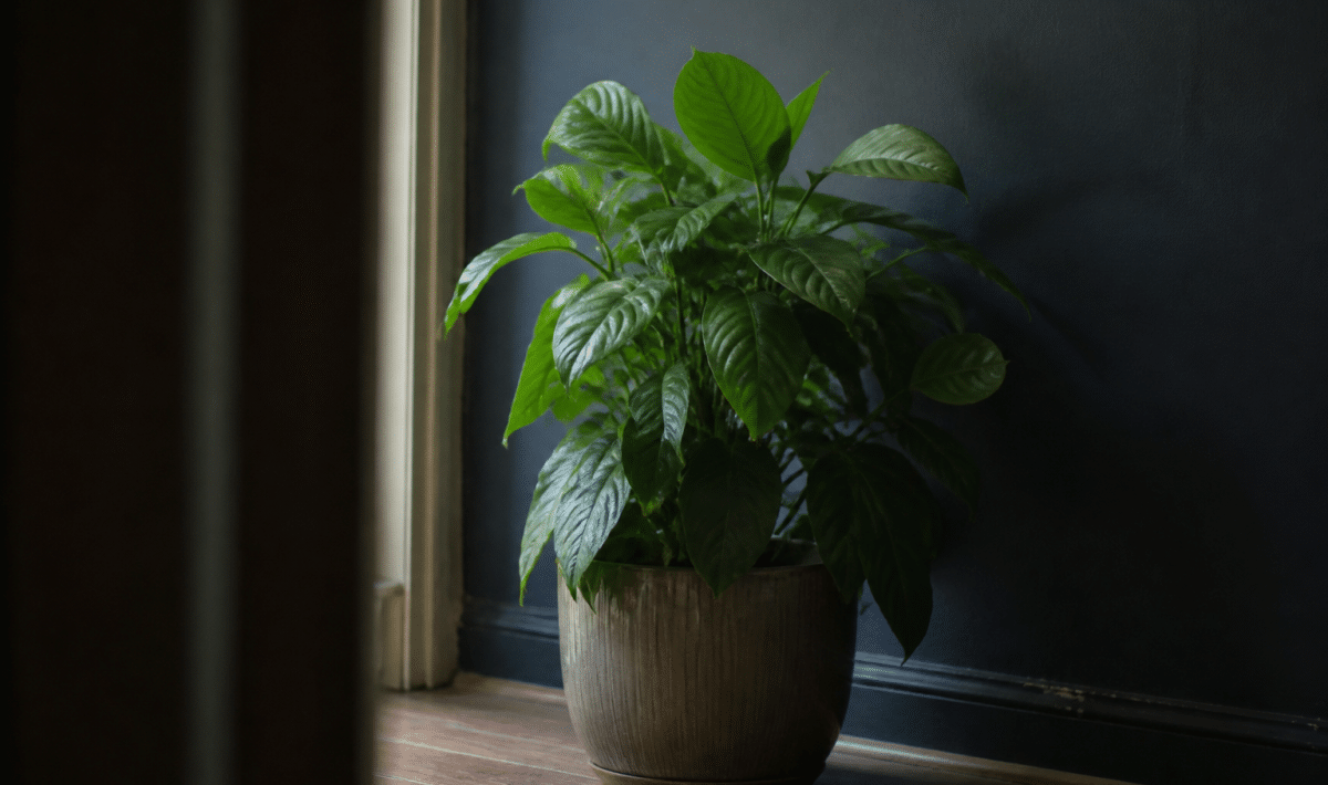 Feuillage vert luxuriant en pot contre mur intérieur sombre