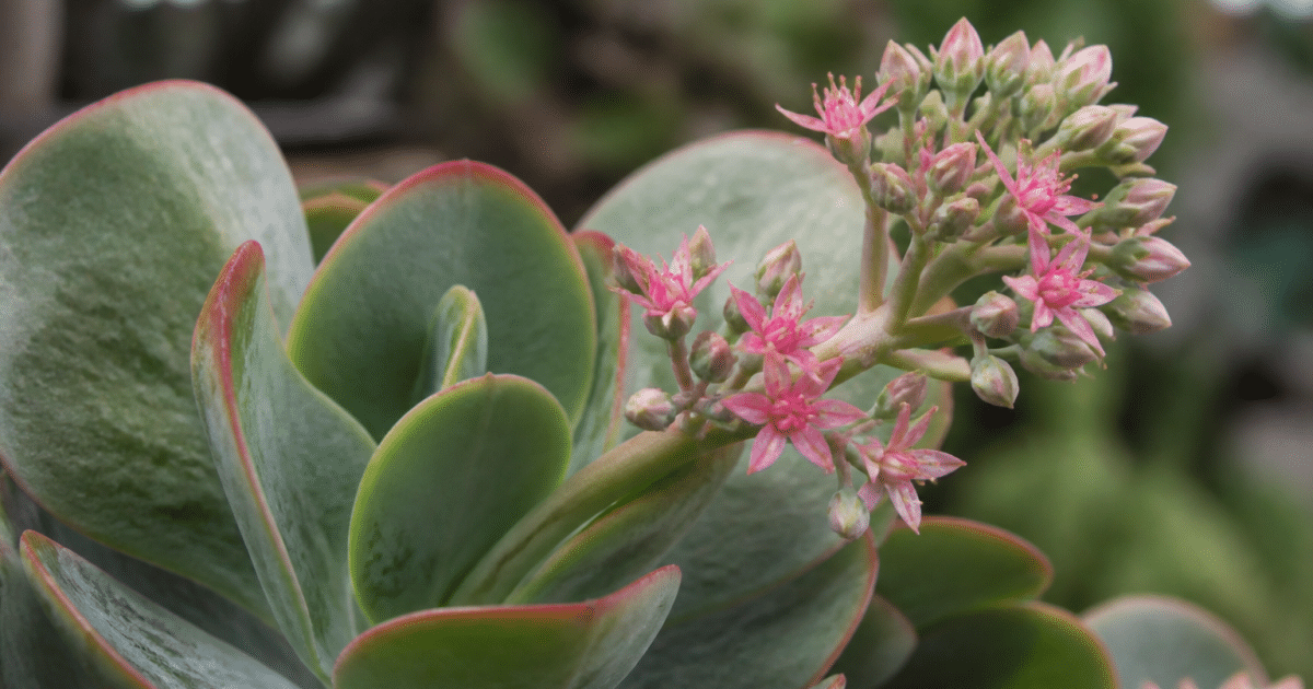 Plante succulente aux feuilles epaisses portant fleurs roses delicates