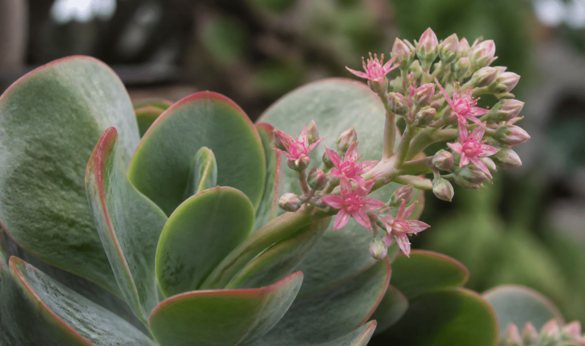 Plante succulente aux feuilles epaisses portant fleurs roses delicates
