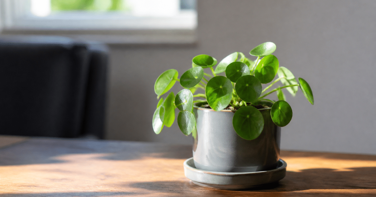 Plante verte en pot sur table interieure