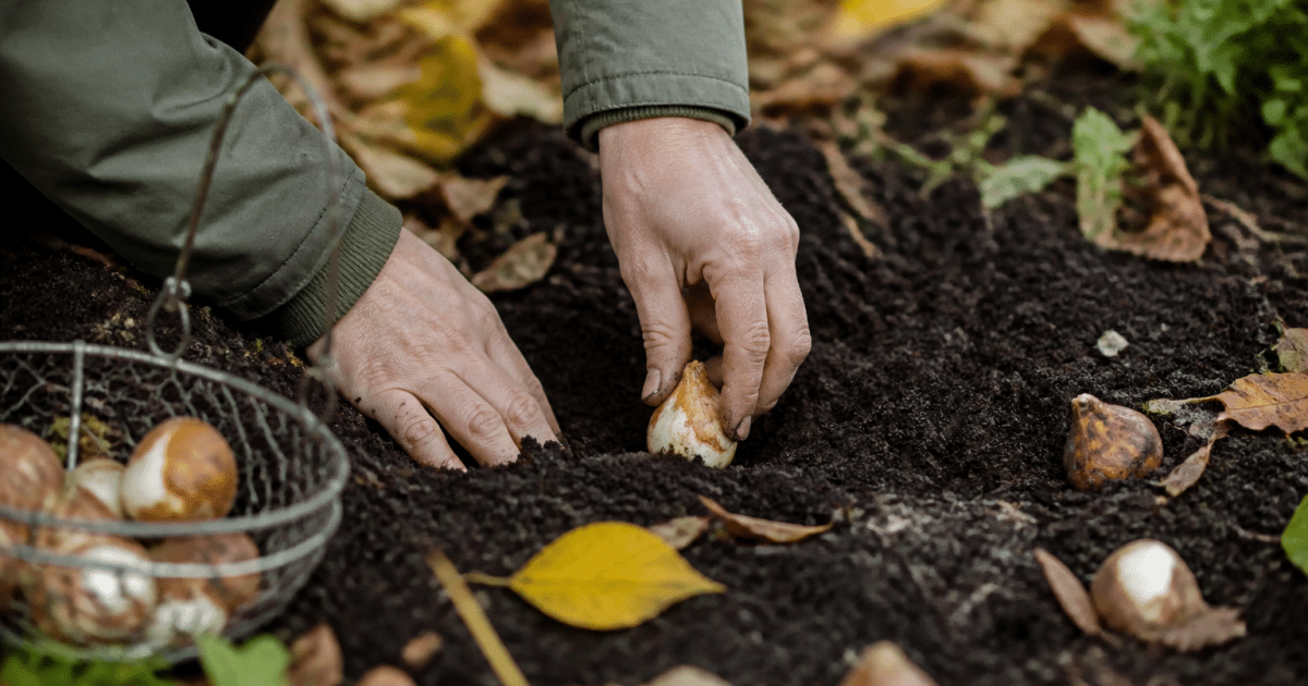 Mains plantant bulbes dans terre humide automne