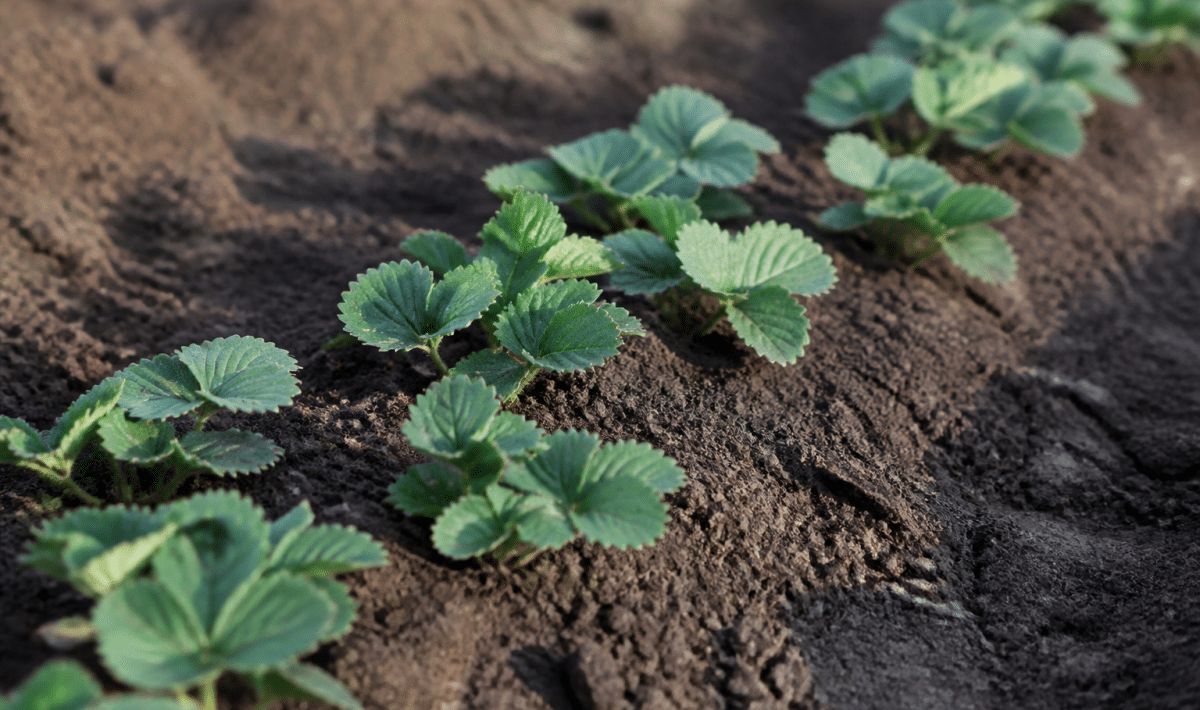 Jeunes plants fraisier alignes dans terre brune humide