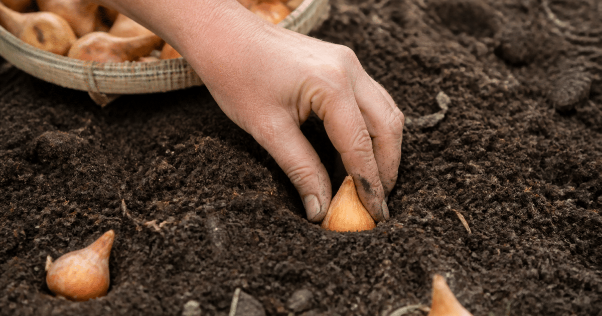 Mains plantant bulbes oignons dans terre humide retournee