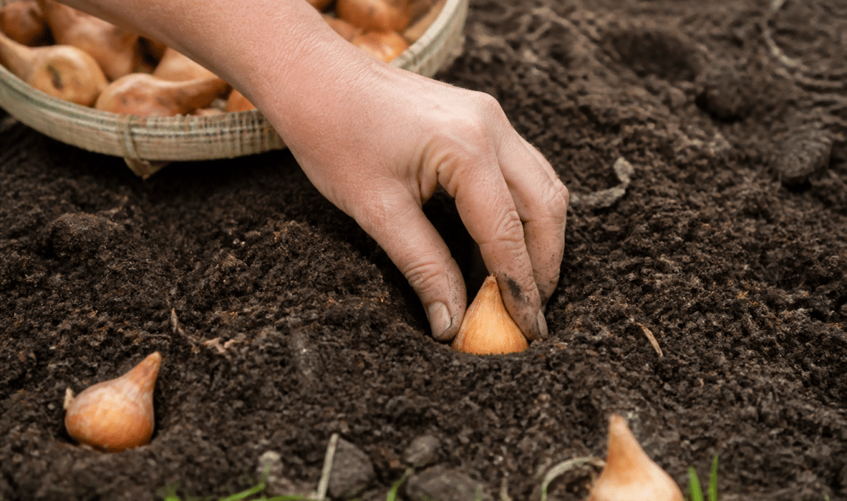 Mains plantant bulbes oignons dans terre humide retournee