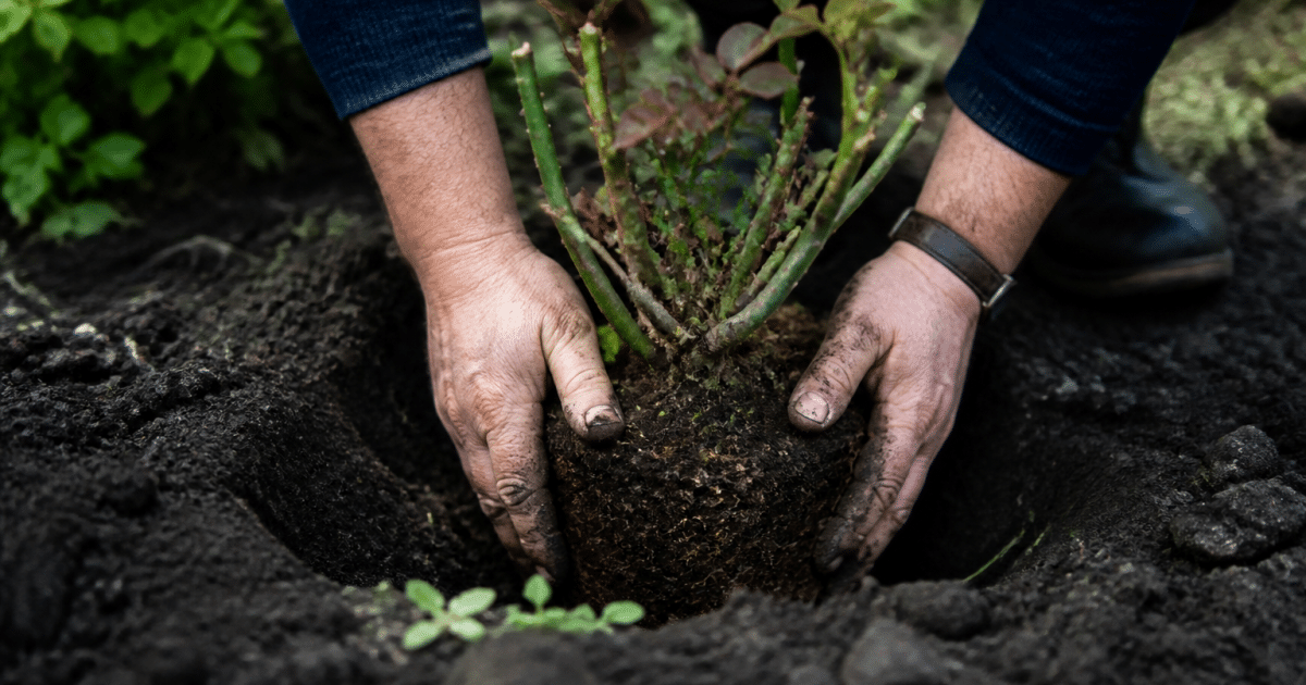 Mains plantant jeune rosier dans sol noir et humide