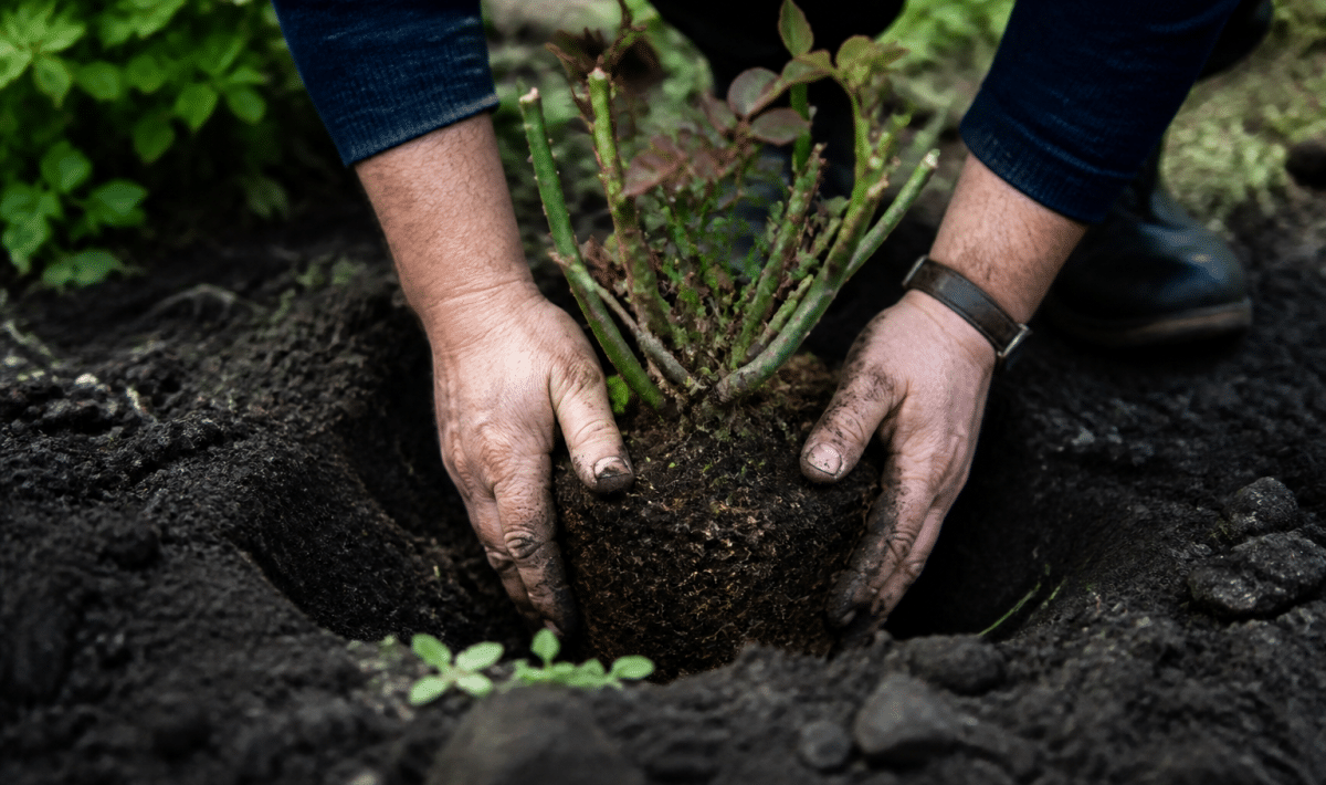 Mains plantant jeune rosier dans sol noir et humide