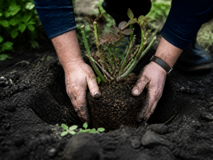 Mains plantant jeune rosier dans sol noir et humide
