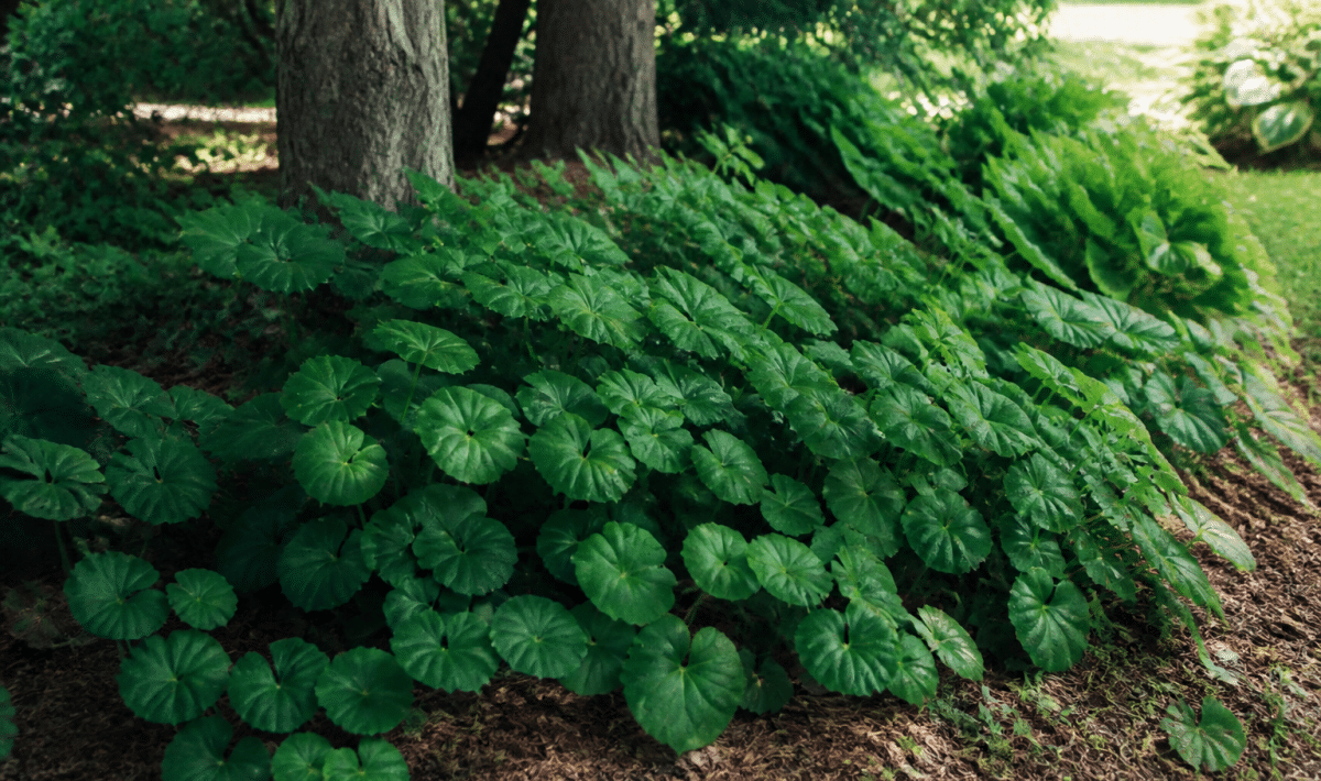 Feuillage dense croissant sous arbres dans zone ombragee du jardin