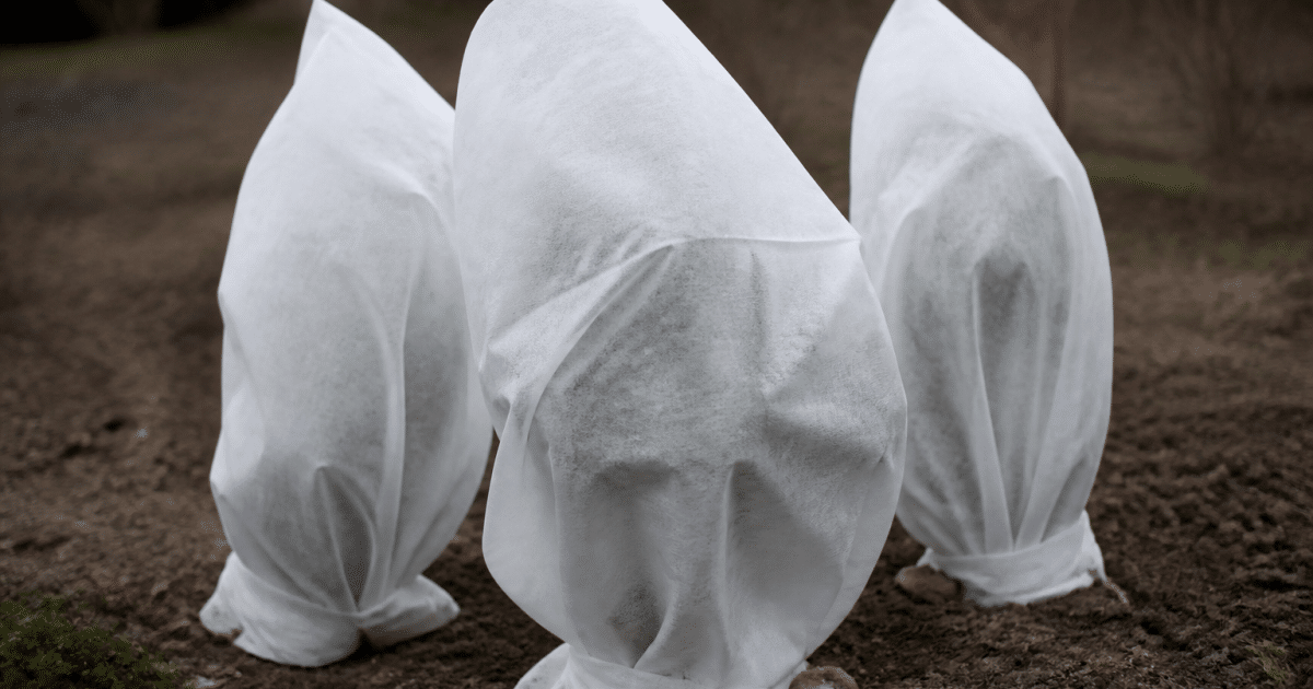 Jeunes plants enveloppes dans du tissu blanc protecteur contre froid