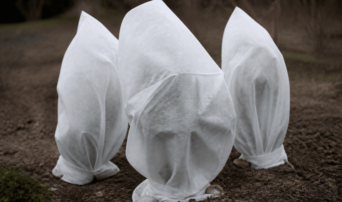Jeunes plants enveloppes dans du tissu blanc protecteur contre froid