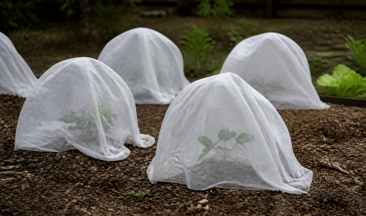 Plantes jeunes couvertes de tissu blanc protecteur dans jardin