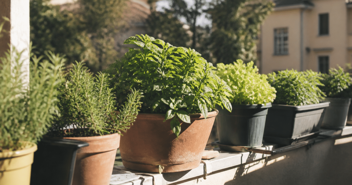 Pots de legumes alignes sur garde-fou de balcon ensoleille