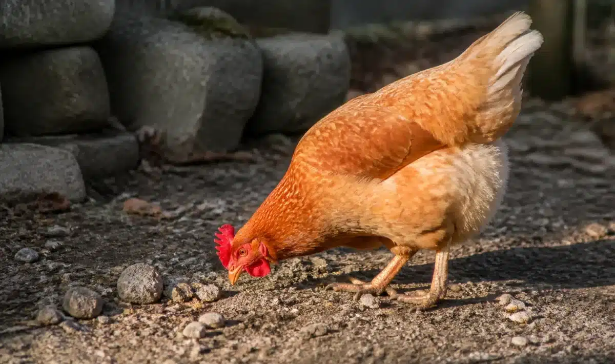 Poule picotant des petites pierres au sol dans une basse-cour