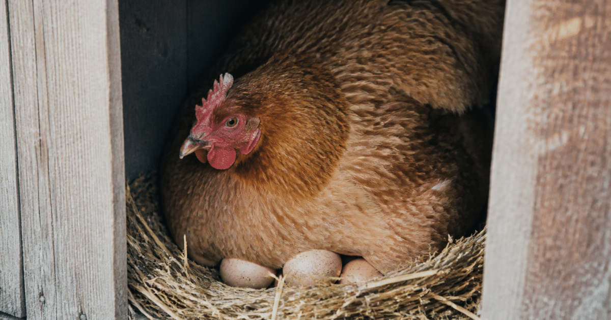 Poule brune accroupie sur ses oeufs dans le nid