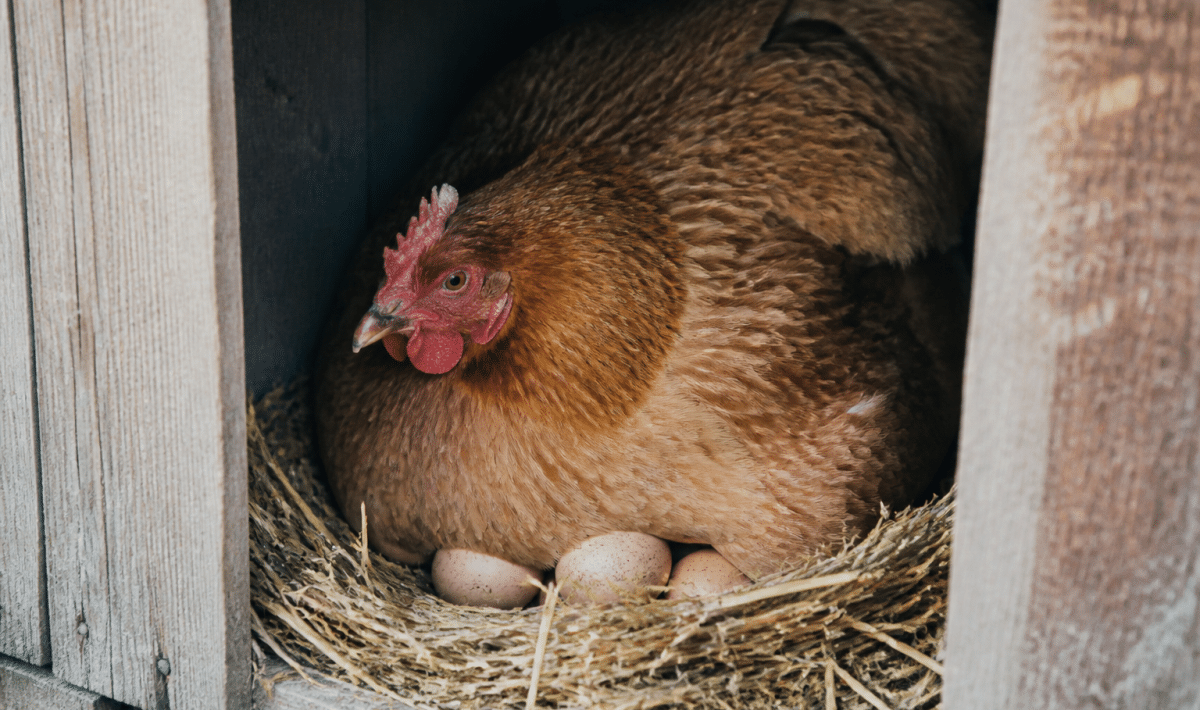 Poule brune accroupie sur ses oeufs dans le nid