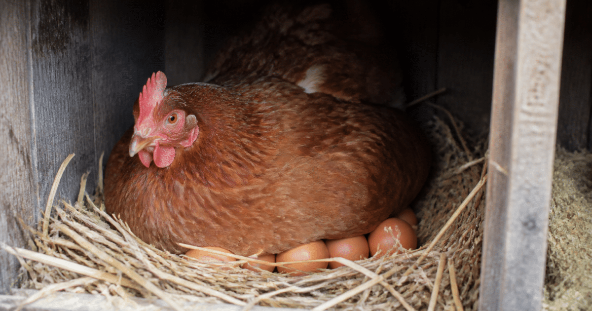 Poule rousse accroupie sur ses oeufs bruns