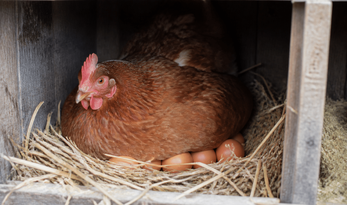 Poule rousse accroupie sur ses oeufs bruns