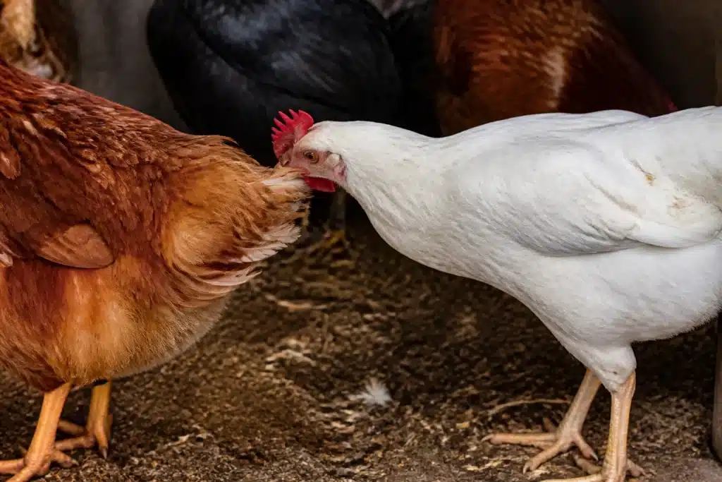 Poule blanche picotant plumes d'autre volaille en enclos étroit