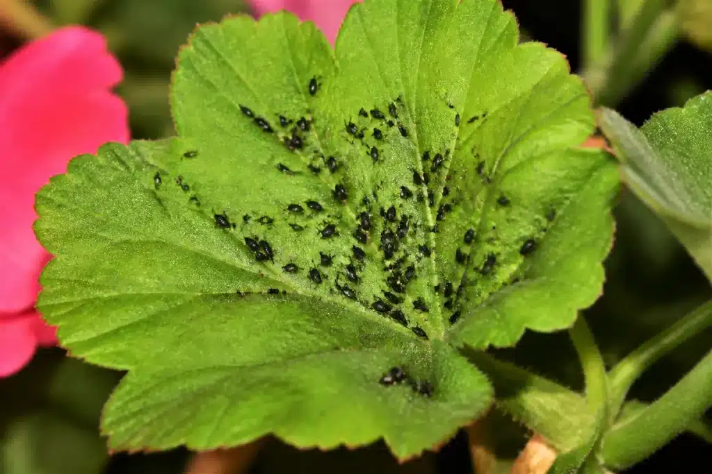 Colonies de petits insectes noirs sur feuille verte géranium