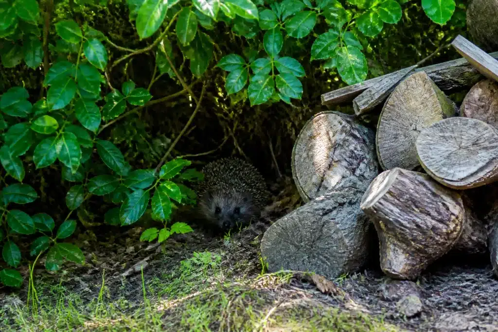 Tas de bois et arbuste dense offrant refuge ombragé aux animaux
