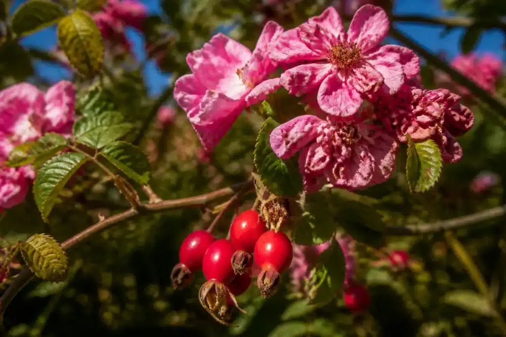 Rosier ancien avec fleurs roses fanées et baies rouges décoratives