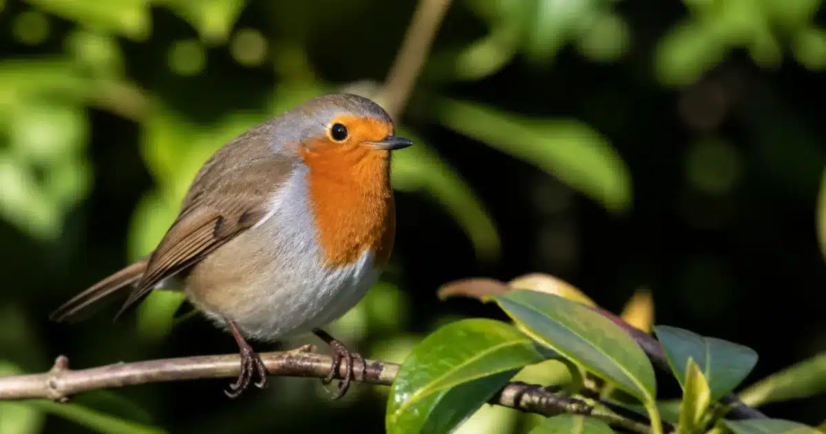Petit oiseau rouge-gorge perche sur branche garden naturelle