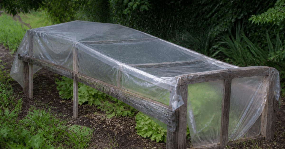 Cadre en bois recouvert de plastique transparent dans jardin potager