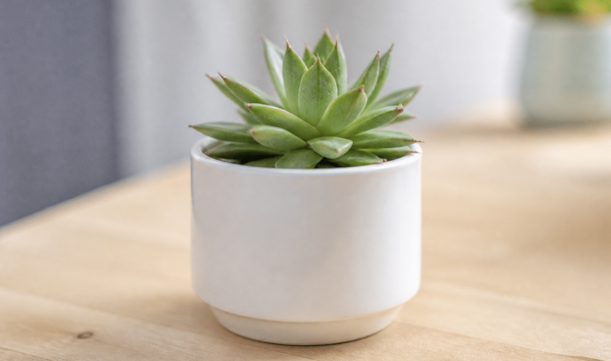 Succulent vert en pot blanc sur surface bois claire