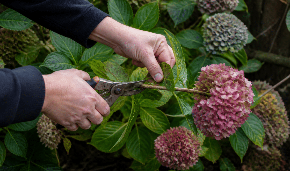 Secateur coupant branche hortensia fleurie penchee vers le bas